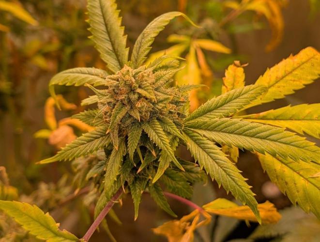 Cement Shoes. Week 23