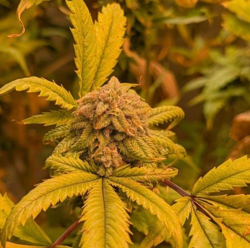 Cement Shoes. Week 23