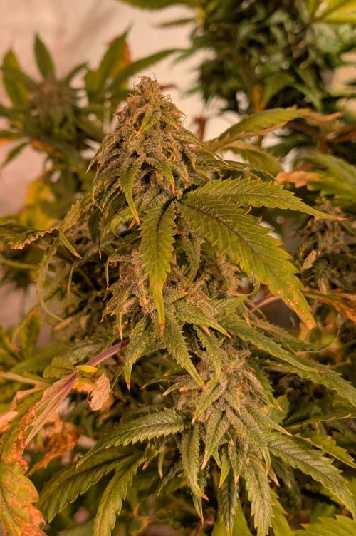 Cement Shoes. Week 23