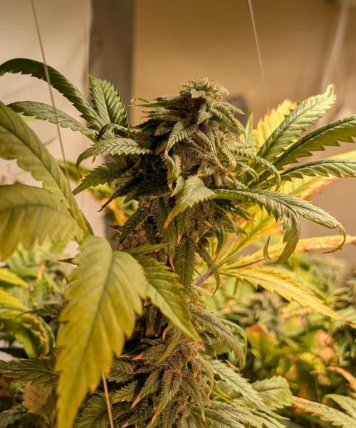 Cement Shoes. Week 23