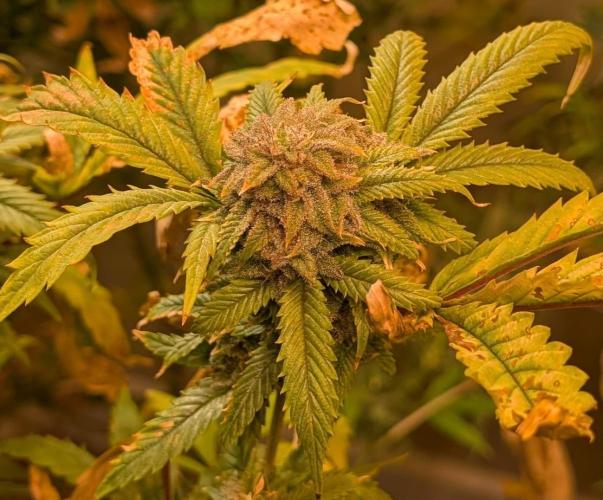 Cement Shoes. Week 23