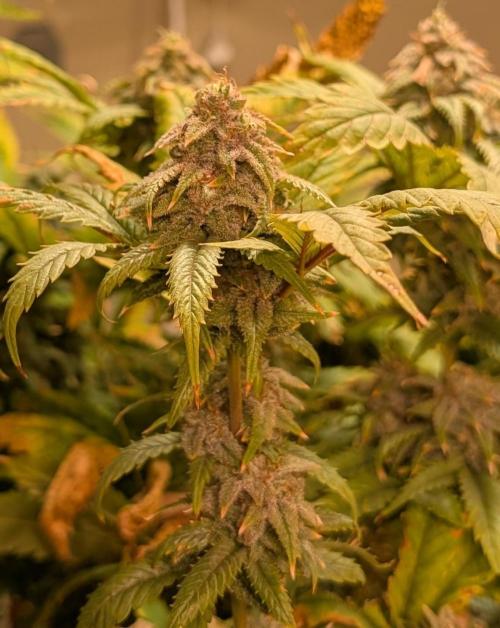 Cement Shoes. Week 23