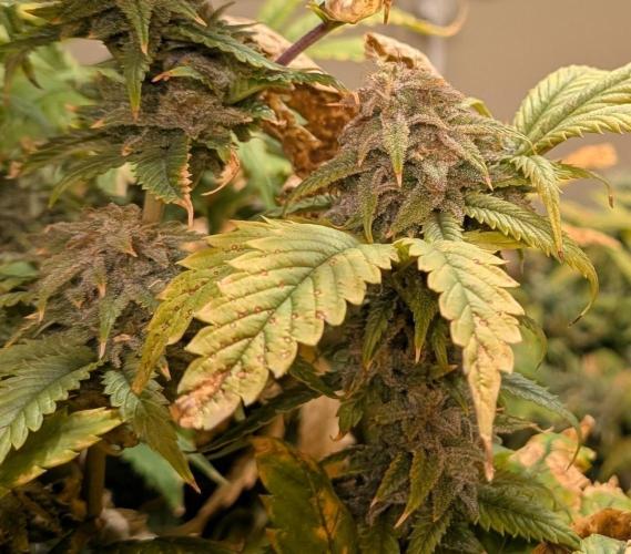 Cement Shoes. Week 23