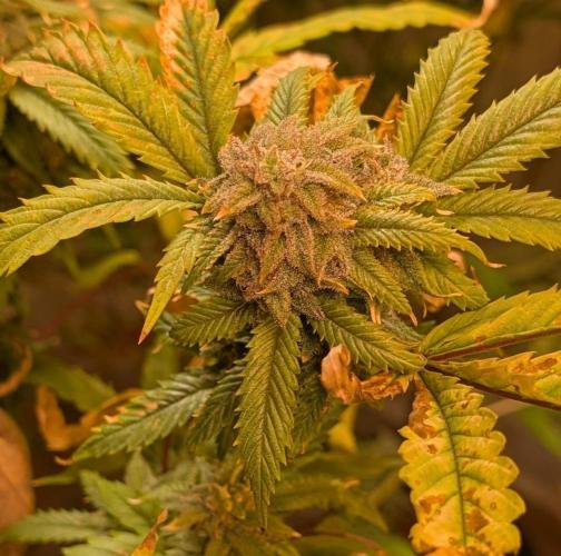 Cement Shoes. Week 23