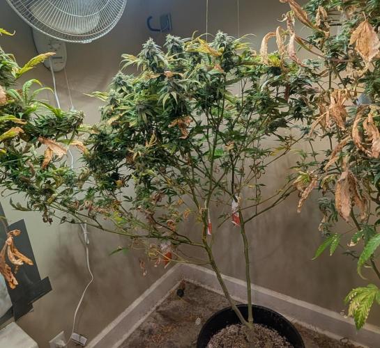 Sugar Black Rose. Week 17