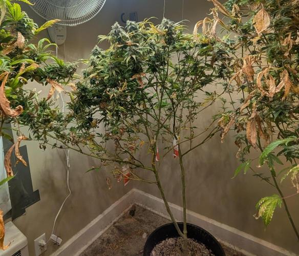 Sugar Black Rose. Week 17