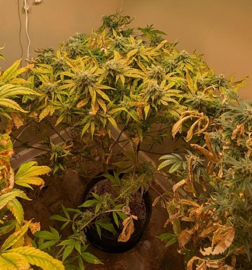 Sugar Black Rose. Week 17