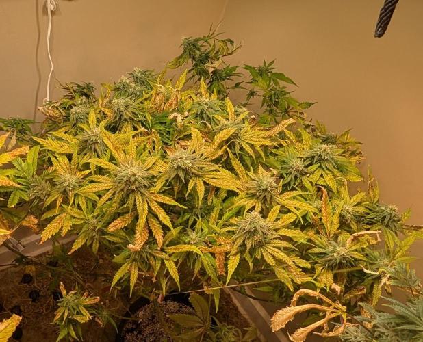 Sugar Black Rose. Week 17