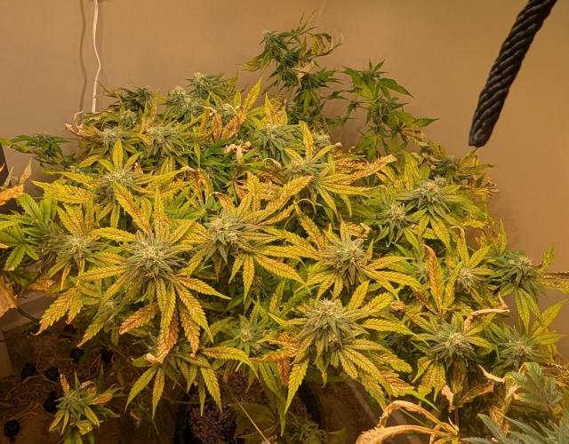 Sugar Black Rose. Week 17