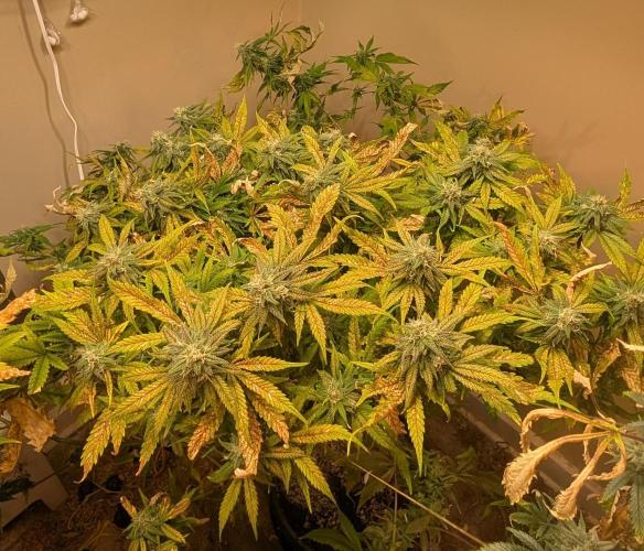 Sugar Black Rose. Week 17