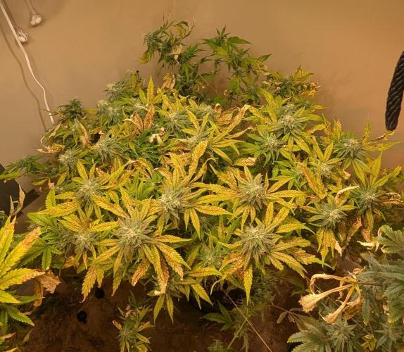 Sugar Black Rose. Week 17