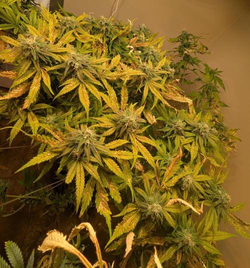 Sugar Black Rose. Week 17