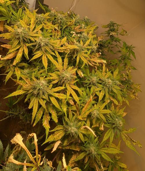 Sugar Black Rose. Week 17