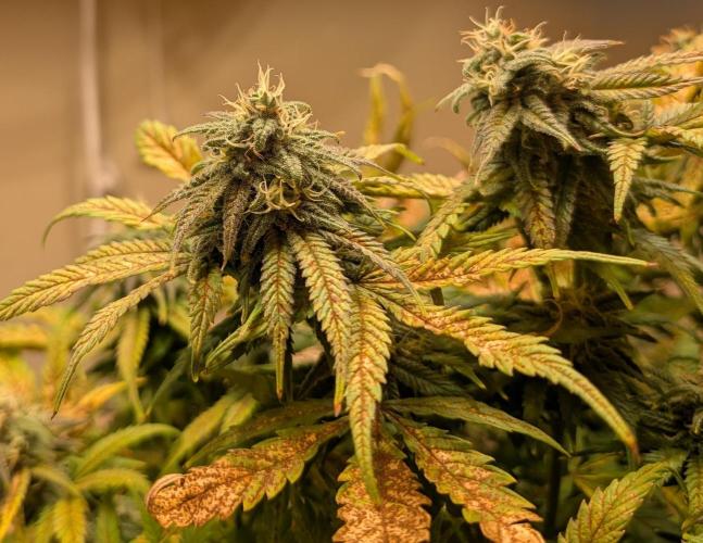 Sugar Black Rose. Week 17