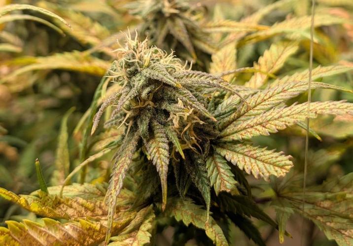 Sugar Black Rose. Week 17