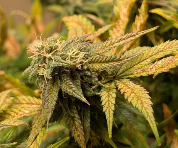 Sugar Black Rose. Week 17