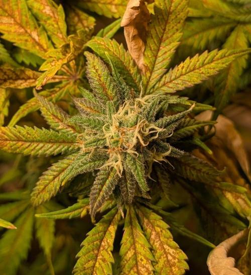 Sugar Black Rose. Week 17