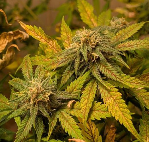 Sugar Black Rose. Week 17