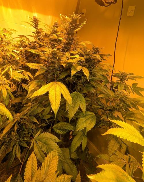 Red Mandarine. Week 17