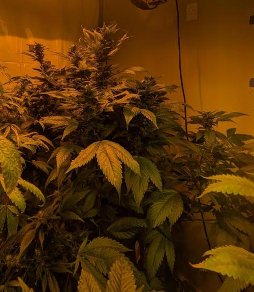 Red Mandarine. Week 17