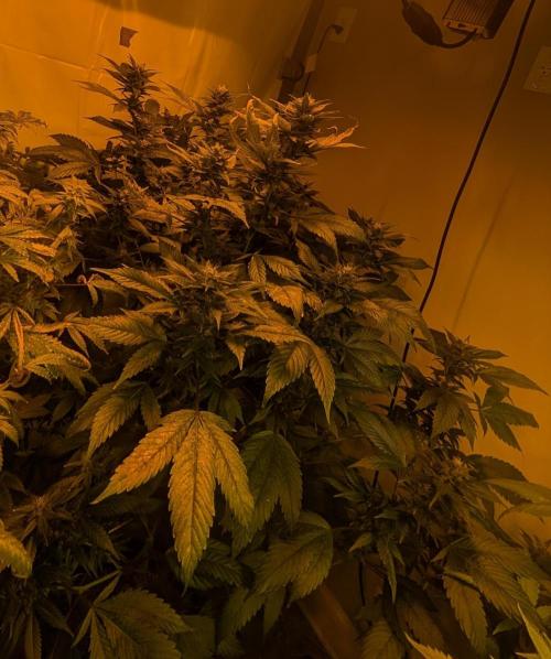 Red Mandarine. Week 17