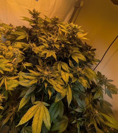 Red Mandarine. Week 17