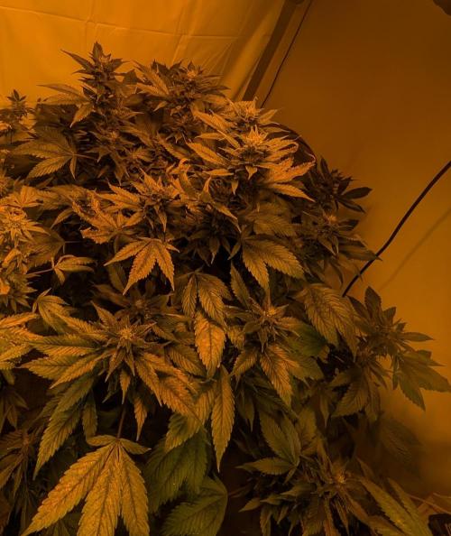 Red Mandarine. Week 17