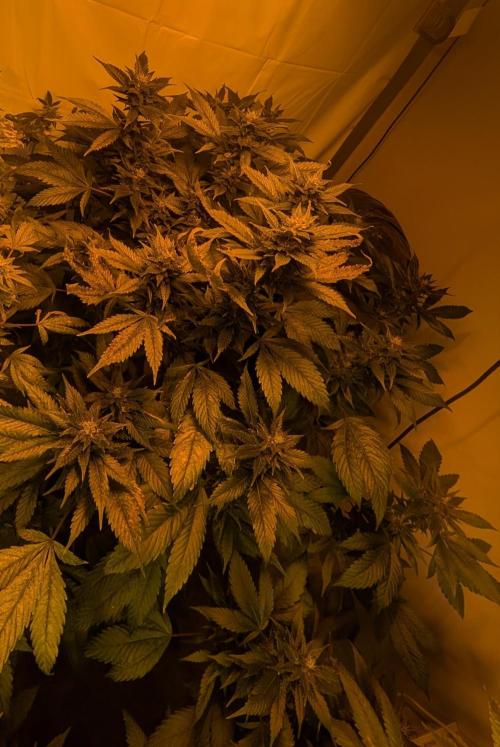 Red Mandarine. Week 17