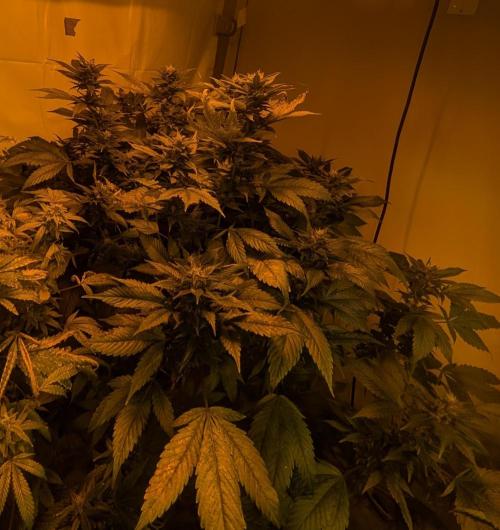 Red Mandarine. Week 17