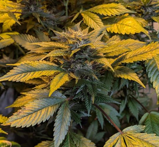 Red Mandarine. Week 17