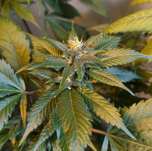 Red Mandarine. Week 17