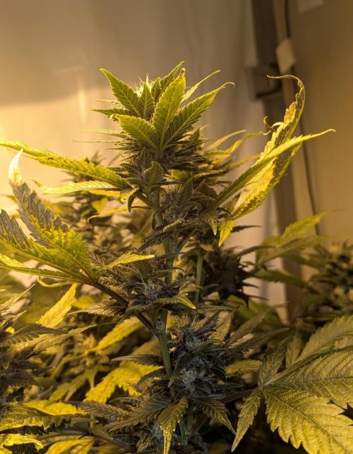 Red Mandarine. Week 17