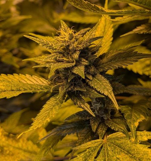 Red Mandarine. Week 17