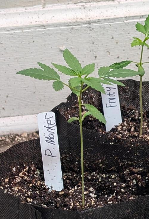 Permanent Marker. Week 4