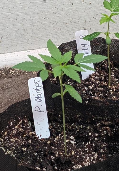 Permanent Marker. Week 4