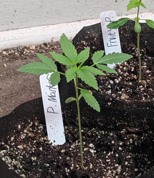 Permanent Marker. Week 4