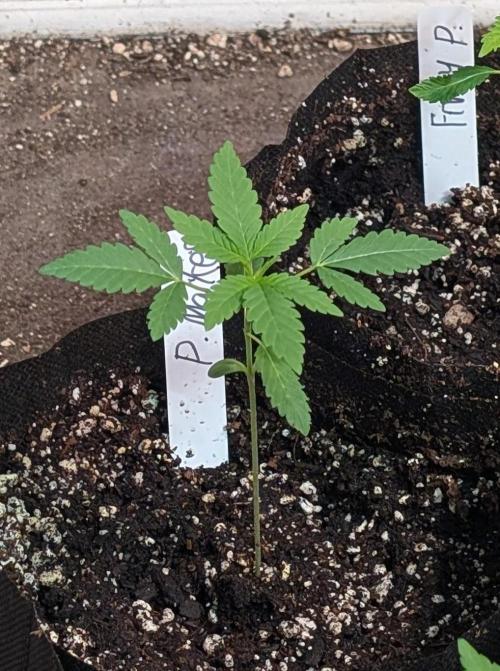 Permanent Marker. Week 4