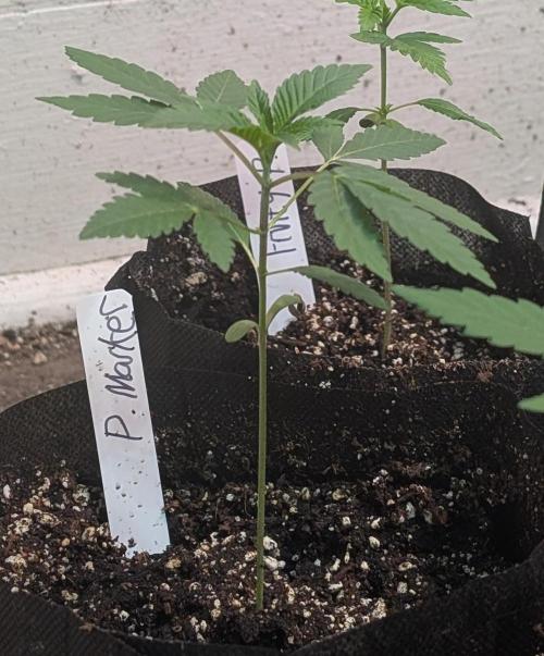 Permanent Marker. Week 4