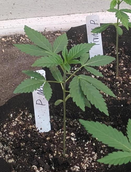 Permanent Marker. Week 4