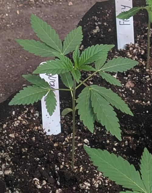 Permanent Marker. Week 4