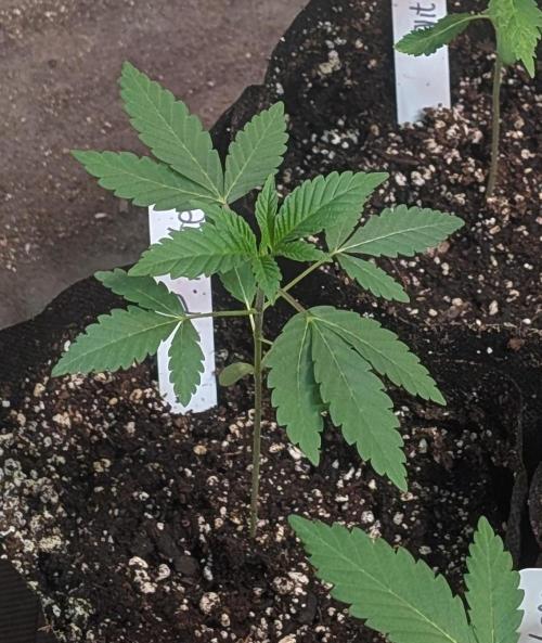 Permanent Marker. Week 4