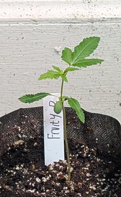 Fruity Pebbles. Week 4