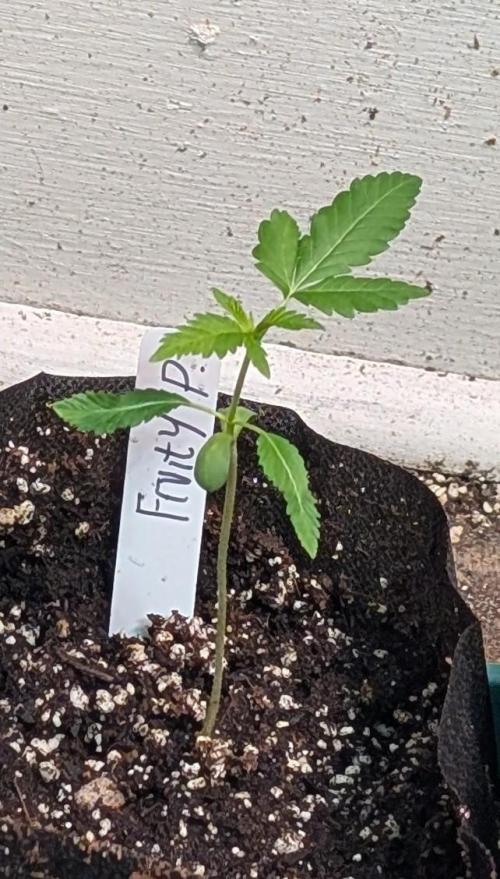 Fruity Pebbles. Week 4