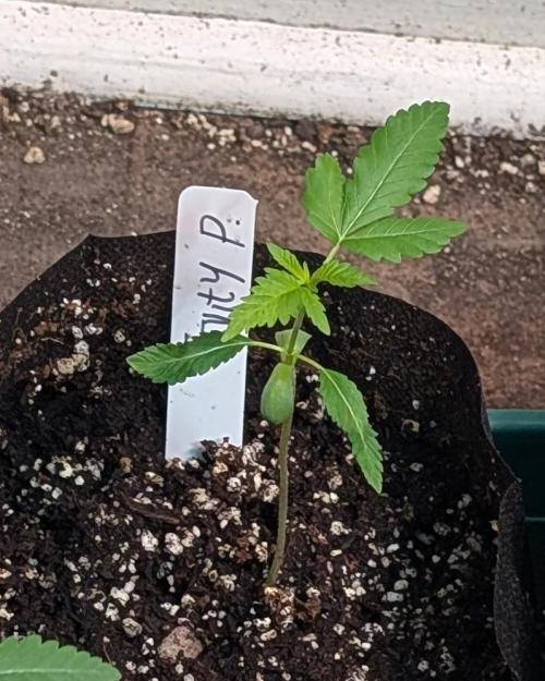 Fruity Pebbles. Week 4