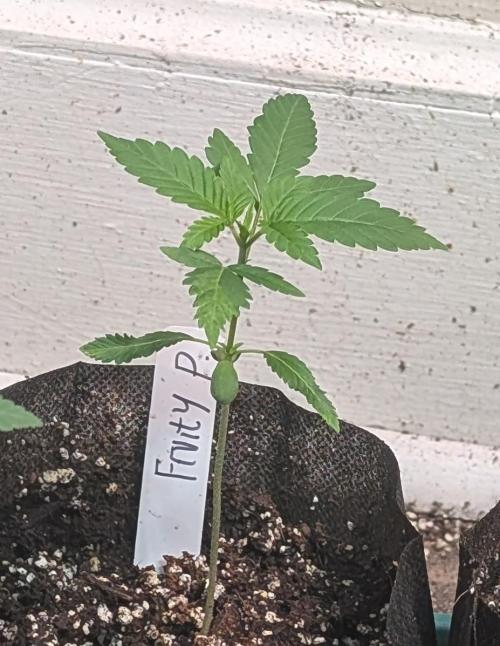 Fruity Pebbles. Week 4