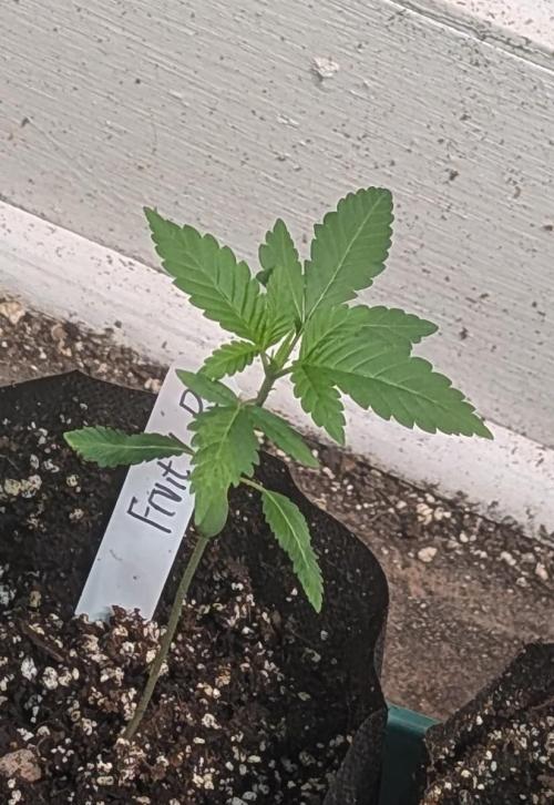 Fruity Pebbles. Week 4