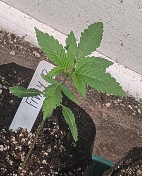 Fruity Pebbles. Week 4