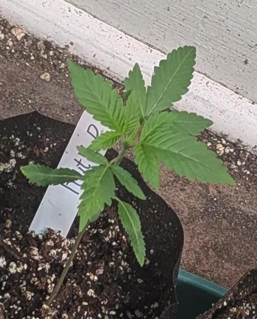 Fruity Pebbles. Week 4