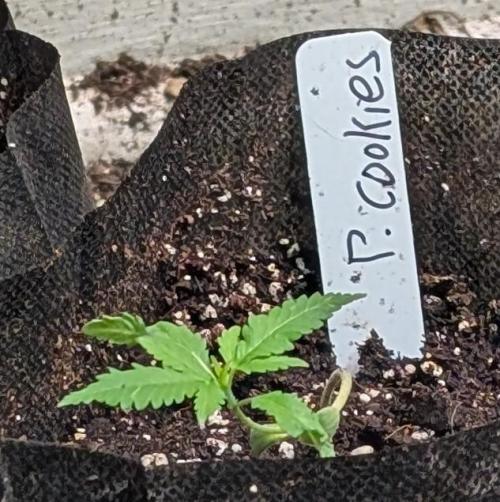 Pellezino Cookies. Week 4