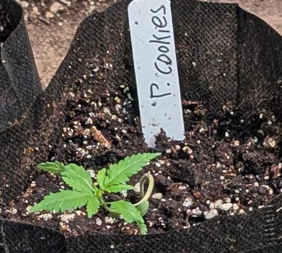 Pellezino Cookies. Week 4